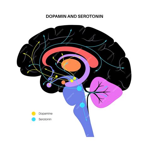 Dopamina Noradrenalina E Serotonina - Via dos hormônios dopamina e serotonina no cérebro humano. Vetor plano ...
