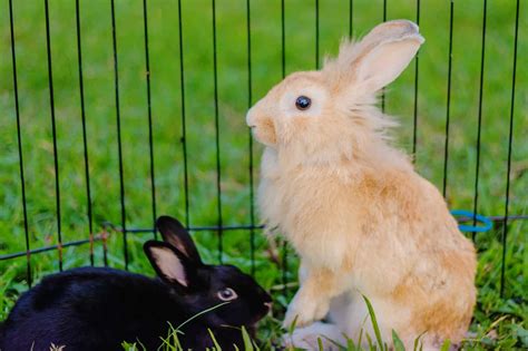 Lifespan Of A Lionhead Rabbit Most Popular Rabbit Breeds