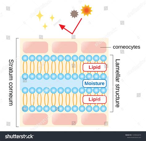 Healthy Skin Diagram Structure Stratum Corneum Stock Vector Royalty