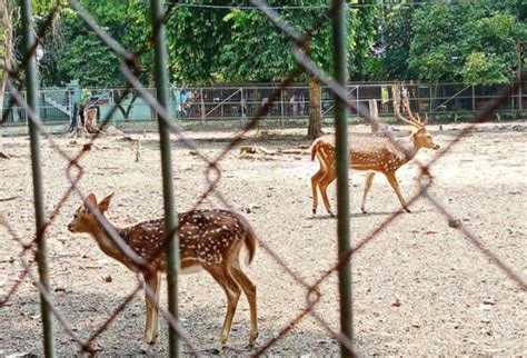 Taman Hutan Kota Langsa Destinasi Wisata Keluarga Favorit Di Kota