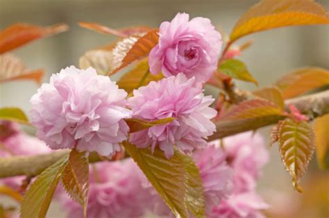 Prunus Kiku Shidare Zakura Caragh Nurseries