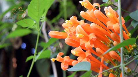 Nature And Flowers ธรรมชาติandดอกไม้ 12 By Nikon Dslr D5300 Youtube