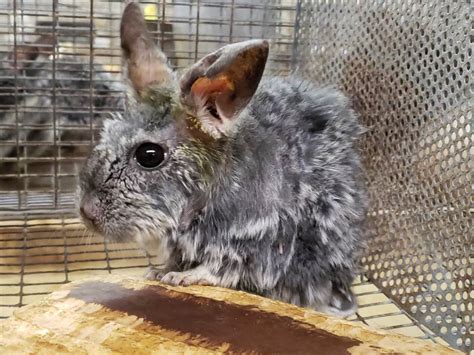 Chinchillas Exposed Bones Eyes Oozing Pus PETA Investigates Atelier