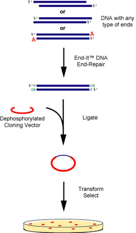 Cambio Excellence In Molecular Biology