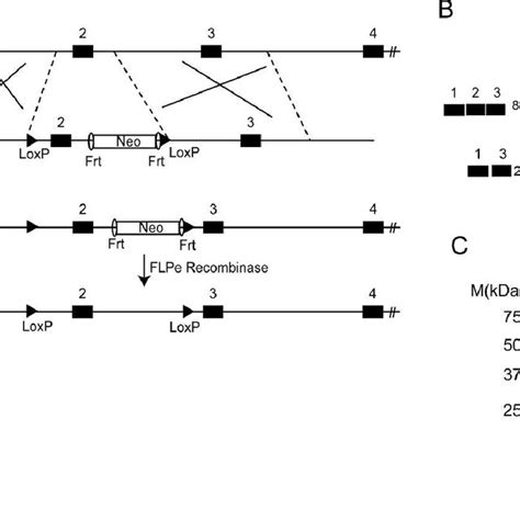 Generation Of Conditional Allele Of Rp A Schematic Of The Targeting