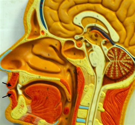 Sagittal Head Lab Identification Flashcards Quizlet