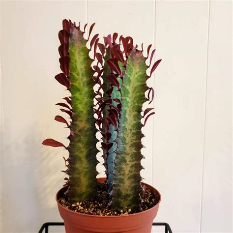 Euphorbia Trigona's Instagram, Twitter & Facebook on IDCrawl