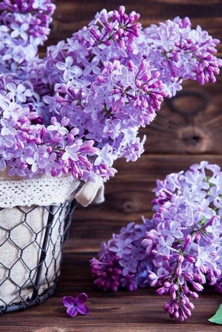 Interesting Facts about Lilac, Flower Arrangements and Colorful Home ...