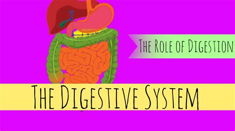 The Digestive System What Is The Role Of Digestion Gcse Biology