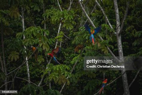 Tambopata Park Photos and Premium High Res Pictures - Getty Images