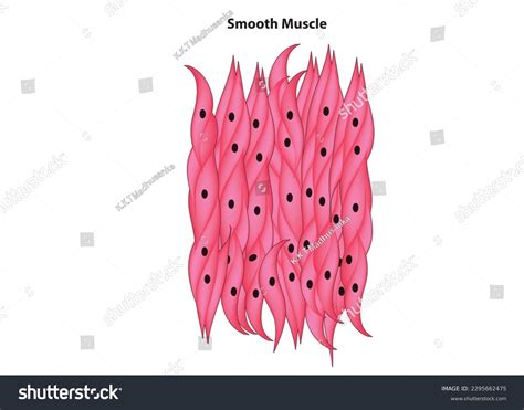 Smooth Muscle Tissue Diagram Smooth Muscle Stock Vector (Royalty Free) 2295662475 | Shutterstock