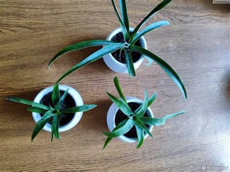 Ананас Амиго (декоративный мини) - «Покажу свой ананас амиго)» | отзывы