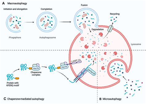 Frontiers Autophagy And Skin Diseases Pharmacology