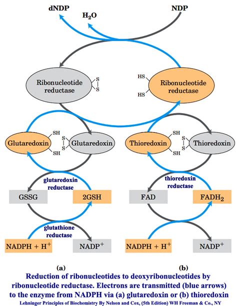 Ribonucleotide