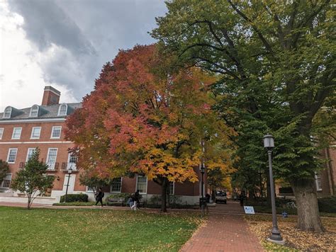 Beautiful leaves on campus today : r/jhu