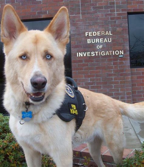 A Look at the German Shepherd Husky Mix (Large and Lovable)