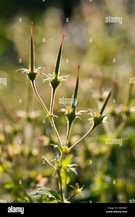 Hardy Geranium Seed Head Hi Res Stock Photography And Images Alamy