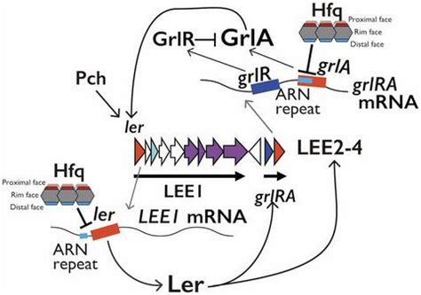 Rna Binding Protein Hfq Downregulates Locus Of Enterocyte Effacement