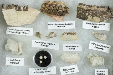 White River Oligocene Fossil Collection (#233975) For Sale - FossilEra.com