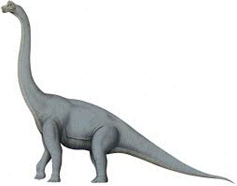 10 Facts about Brachiosaurus | Fact File