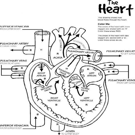 Anatomical Heart Coloring Pages Clip Art Library