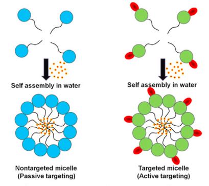 Polymeric Micelles Drug Delivery System Creative Biostructure