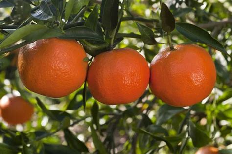 Ripe Tangerines On A Tree Branch Blue Sky On The Background Stock