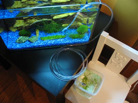 Shrimp Acclimatization @ Shrimp Tank