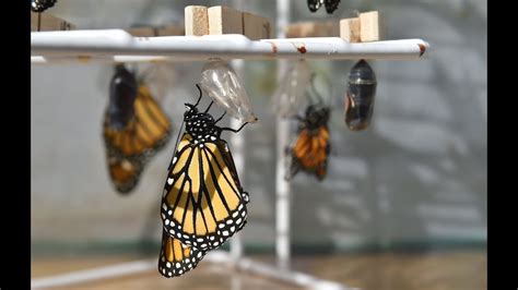 Grassroots Breeding Effort To Preserve Monarch Butterflies Youtube