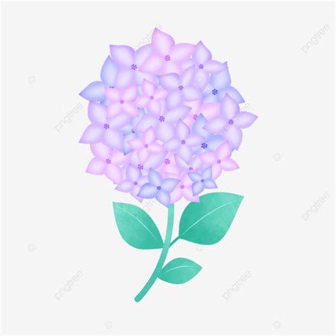 Watercolor Lilac Hydrangea Flower Illustration Hydrangea Purple