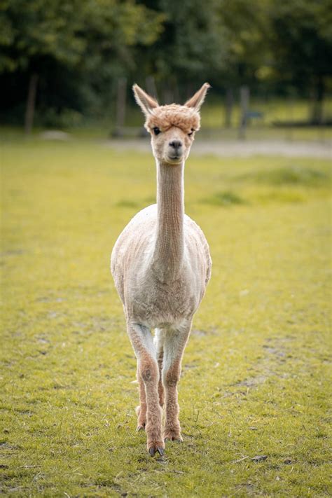 Download Alpaca Walking Forward Wallpaper | Wallpapers.com