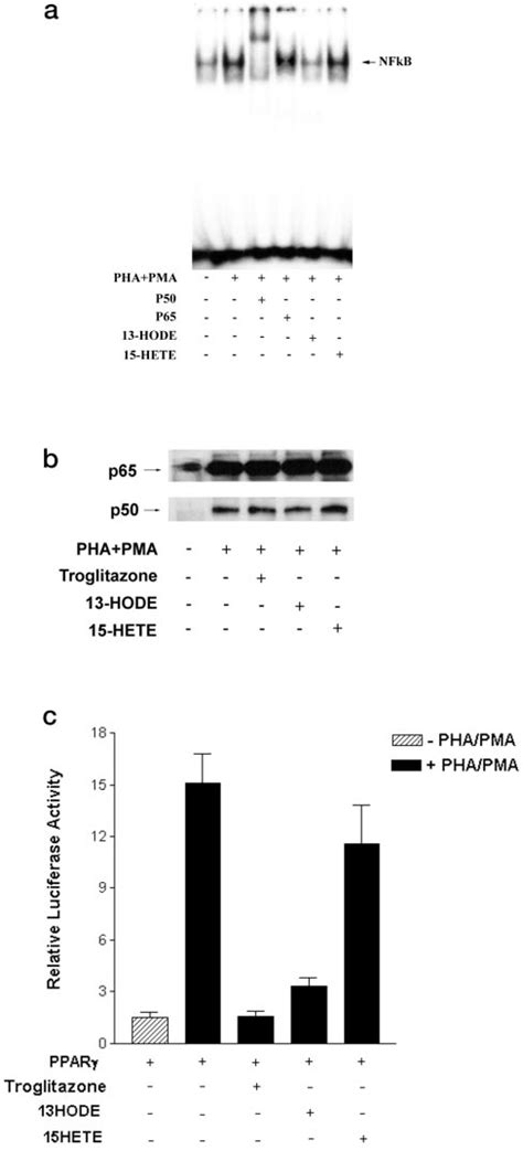 Effects Of 13 HODE And 15 HETE On DNA Binding And Transcriptional