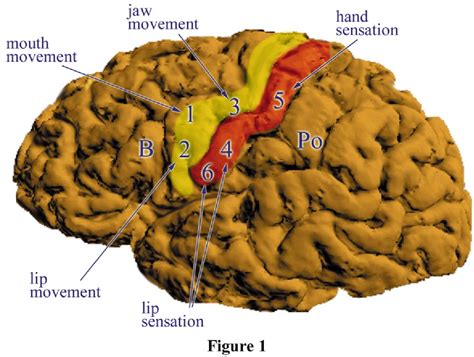 Structure Of Supramarginal Gyrus Semantic Scholar