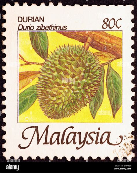 Durian fruit on postage stamp of Malaysia Stock Photo - Alamy