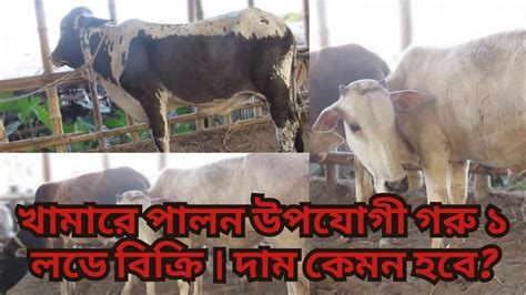 খামারে পালন উপযোগী গরু ১ লডে বিক্রি । দাম কেমন হবে।সরকার হাট গরুর