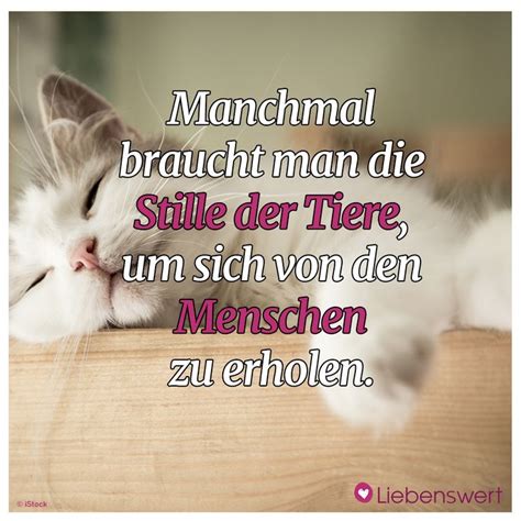 Spr Che F R Tierliebhaber Spr Che Katze Spr Che Tierliebe Spruch Katze