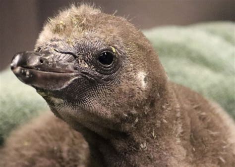 Brave New World Same Sex Penguin Couple Become Proud Foster Parents
