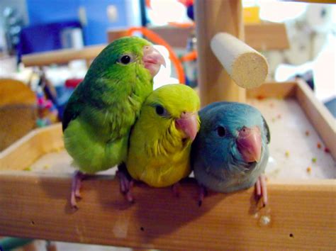 parrotlet-colors • Energetic Panacea Veterinary Clinic