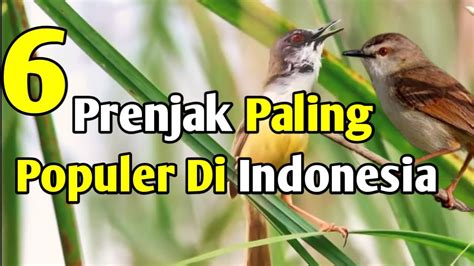 Jenis Burung Prenjak Bagus Suara Lengkap Makanannya