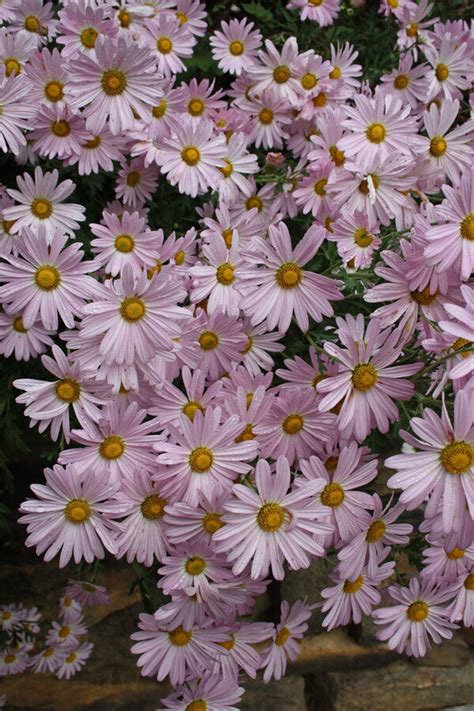 Chrysanthemum Country Girl Country Girl Hardy Garden Mum