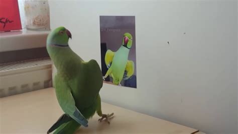 Indian Ringneck Mating Dance Ring Neck Parrot Dancing And Feeding His Own Picture