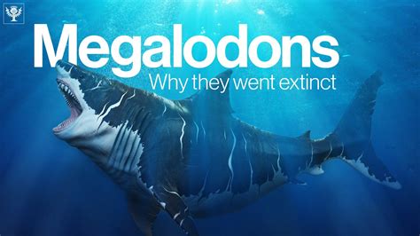 Why Megalodon (Definitely) Went Extinct, 44% OFF