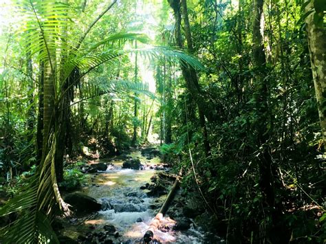 Daintree Rainforest Everything You Need To Know SERENDIPITOUS WANDERLUST