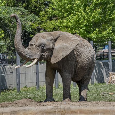 African Savanna Elephant - Milwaukee County Zoo