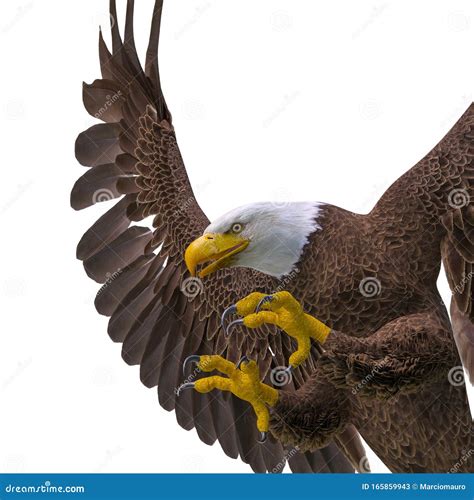 Bald Eagle Hunting on White Background Side View Close Up Stock Illustration - Illustration of ...