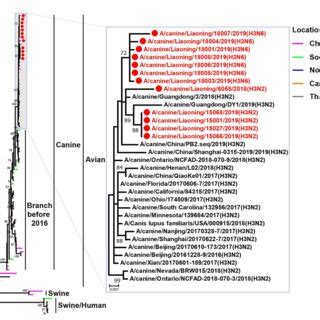 FIGURE E Phylogenetic Analysis Of The NA Genes Of HHNN CIVs It Is