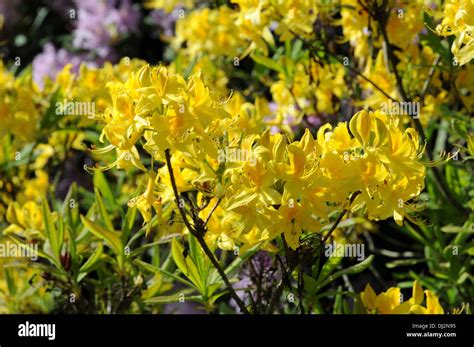 Yellow azalea Stock Photo - Alamy