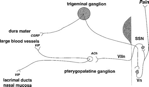 SUNCT Syndrome | Semantic Scholar