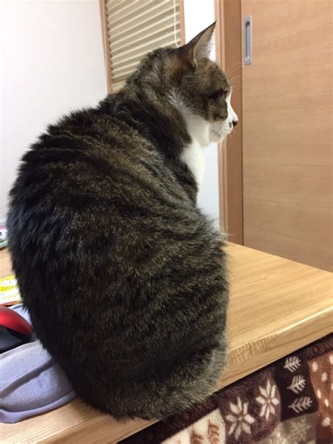 モッフモフな白い前足を持つ猫 ゆきお Rnobuホームページ のぶねこブログ