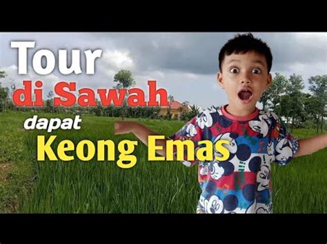 Tour Di Sawah Cari Jamur Dapat Keong Emas YouTube